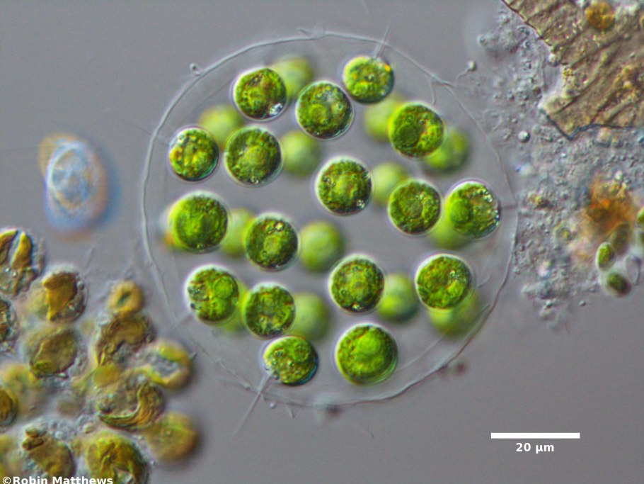 Гониум водоросль