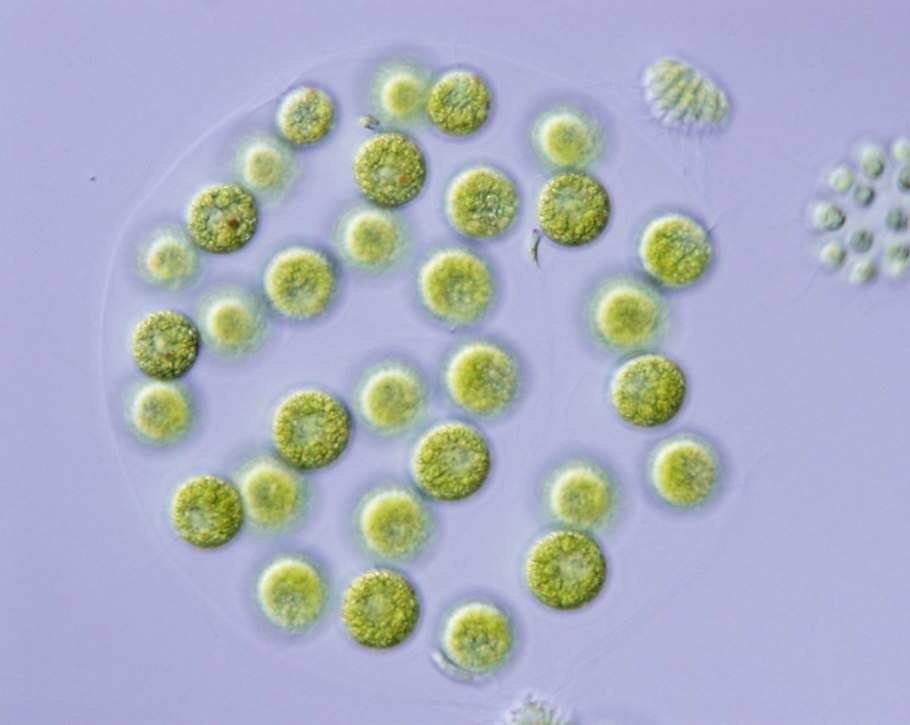 Эвдорина водоросль