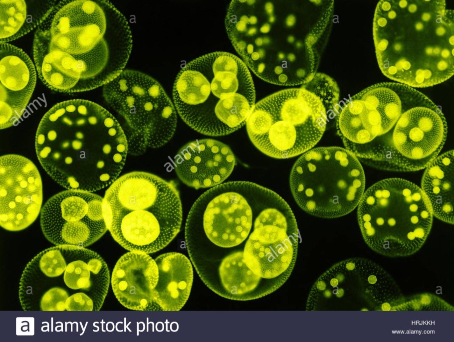 Колониальные водоросли вольвокс