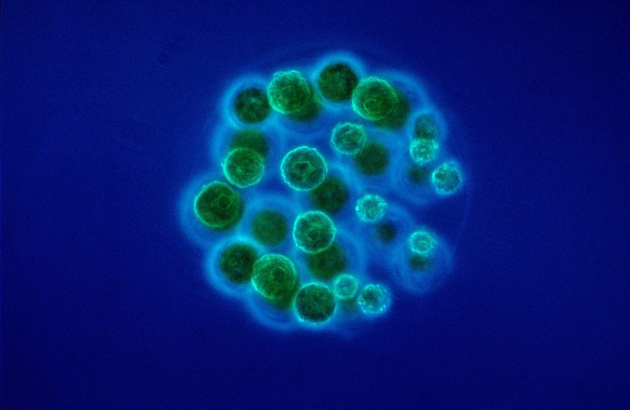 Вольвокс микроскоп x40