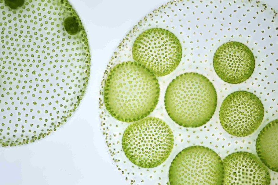 Колониальные водоросли гониум