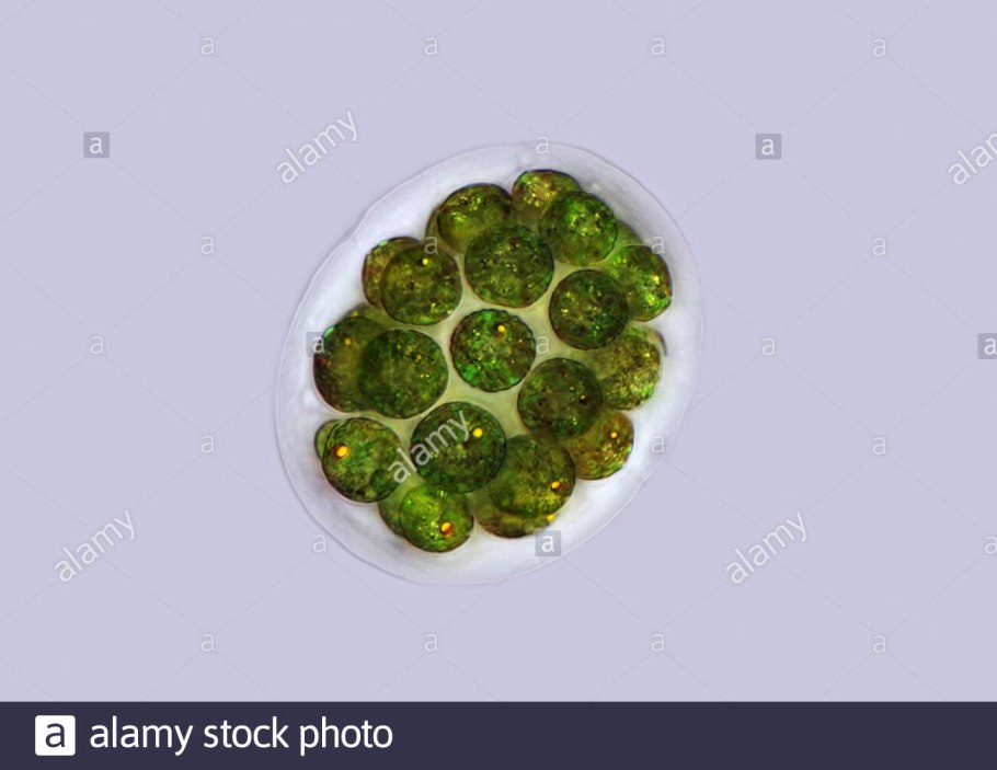 Пандорина эвдорина гониум