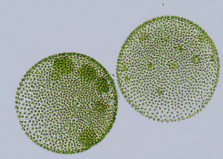 Вольвокс электронный микроскоп