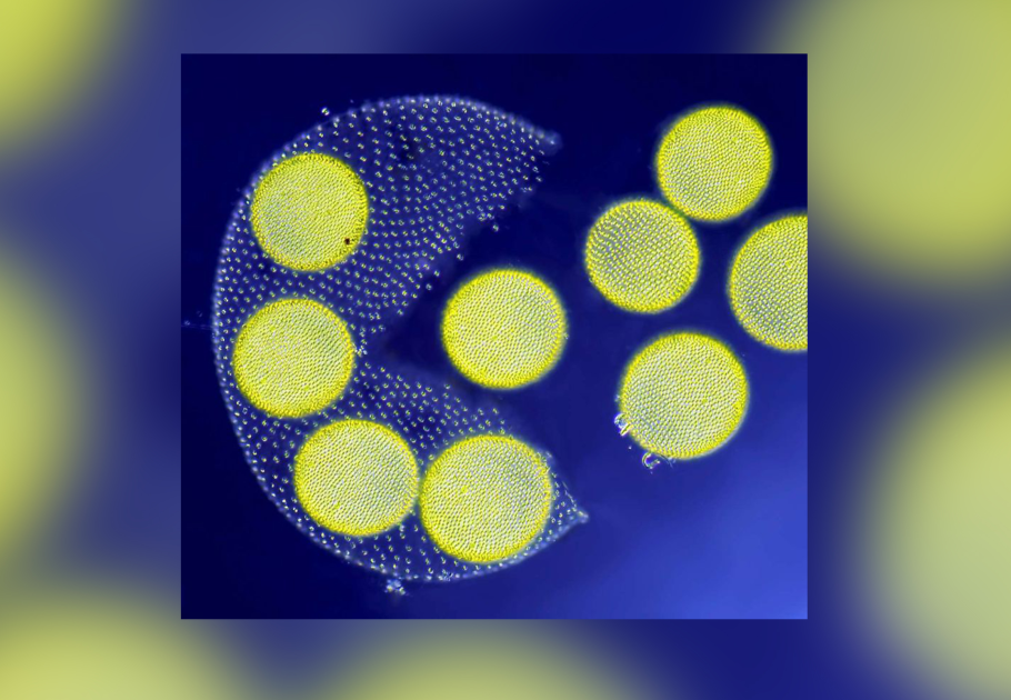 Колониальные водоросли вольвокс