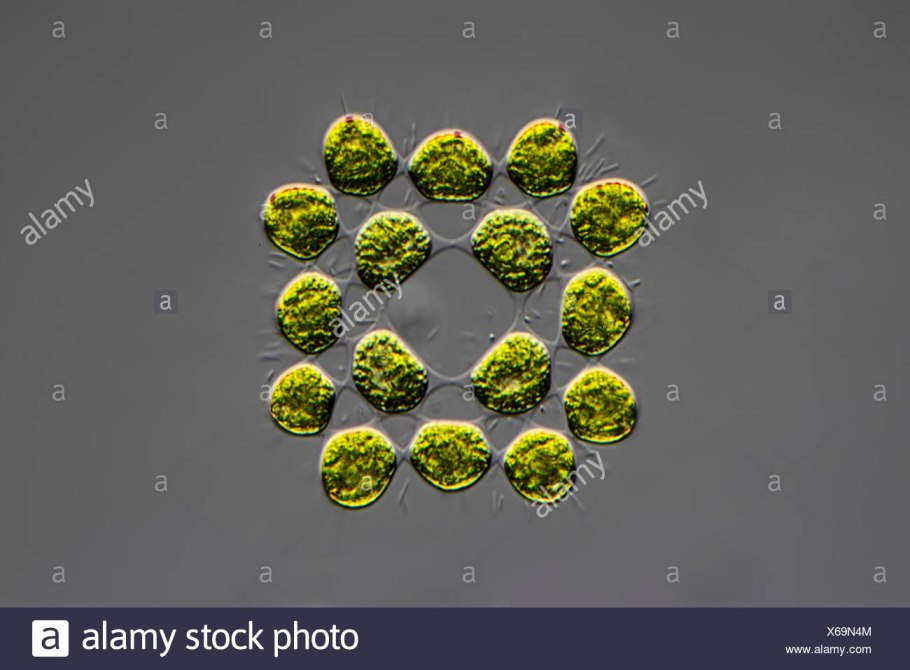 Гониум под микроскопом