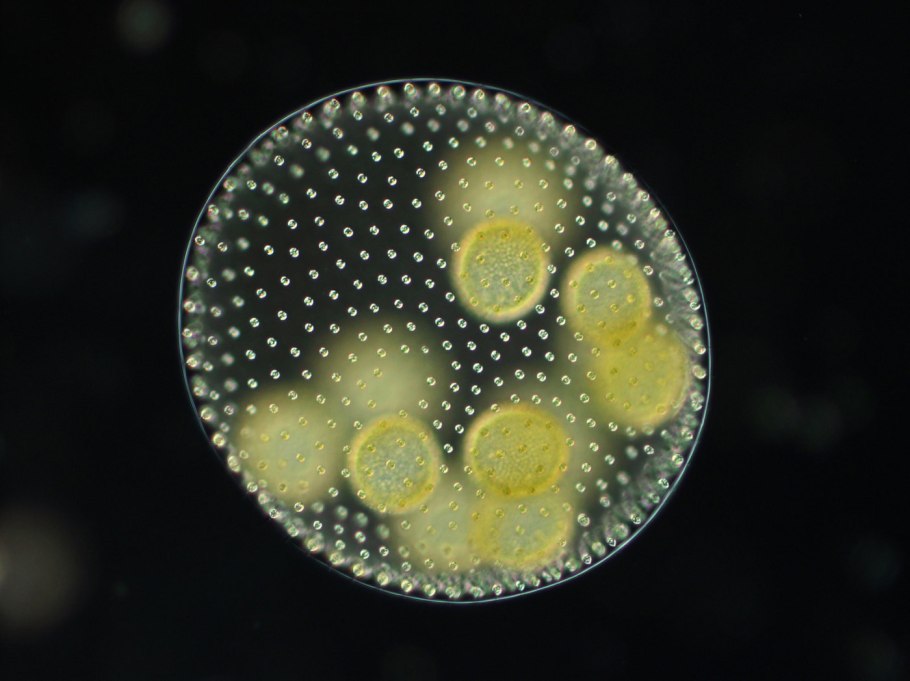 Колониальный вольвокс