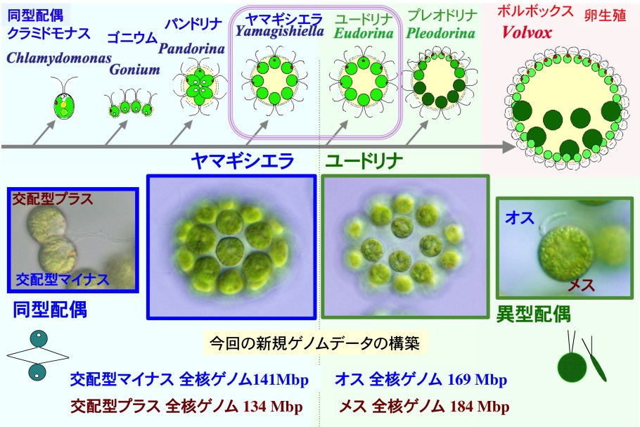 Одноклеточный организм вольвокс
