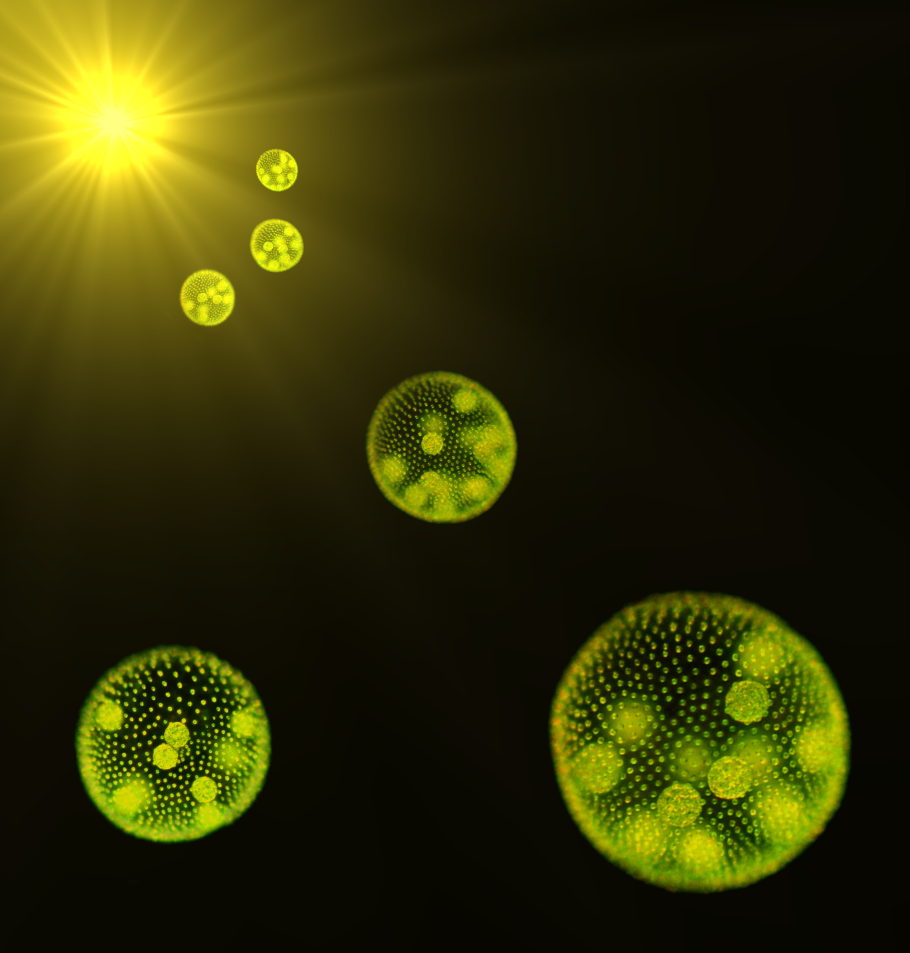 Volvox aureus строение