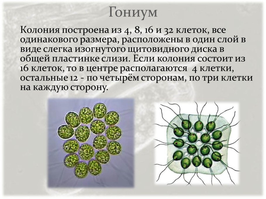 Ценобий вольвокса