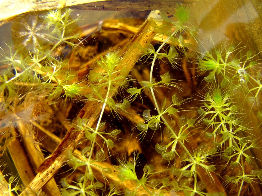 Альдрованда пузырчатая