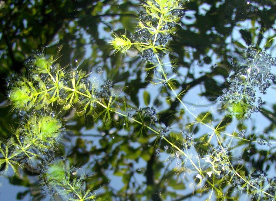 Альдрованда пузырчатая (Aldrovanda vesiculosa)