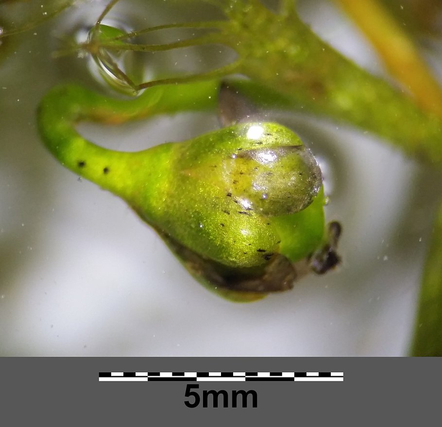 Сильно рассеченный лист водных растений