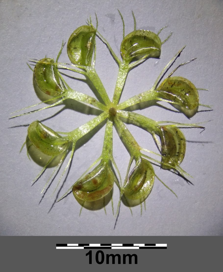 Альдрованда Зуся