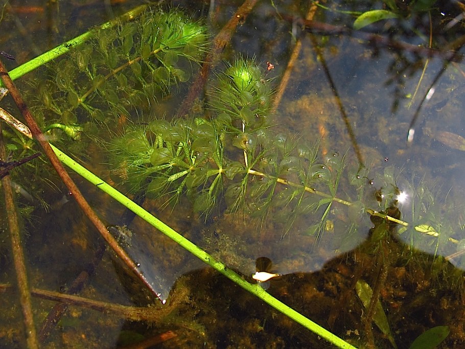 Aldrovanda vesiculosa