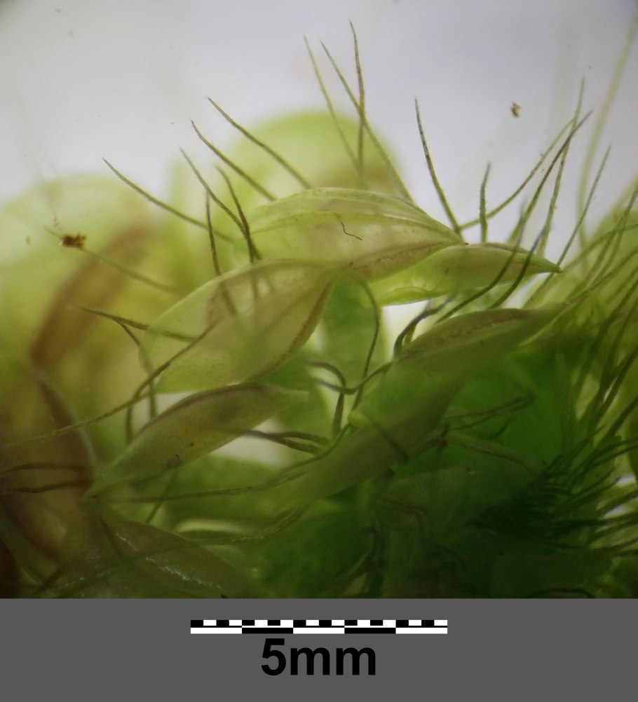 Аквариум водоросли нитчатка