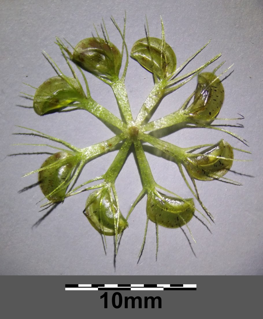 Пузырчатка обыкновенная