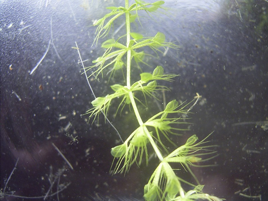 Альдрованда Зуся