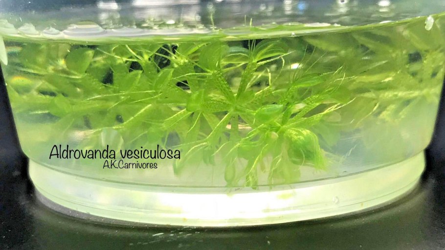 Альдровандаспособ работы