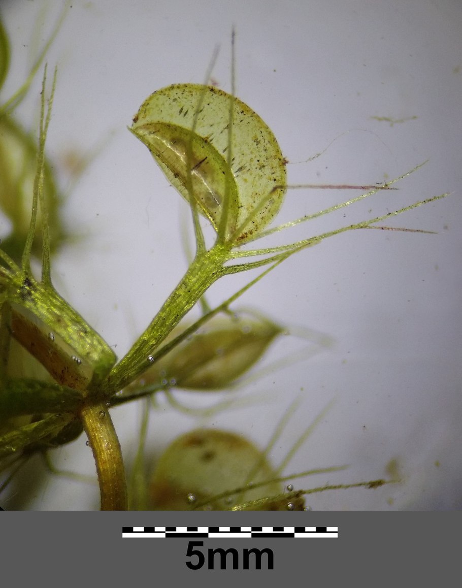 Aldrovanda vesiculosa