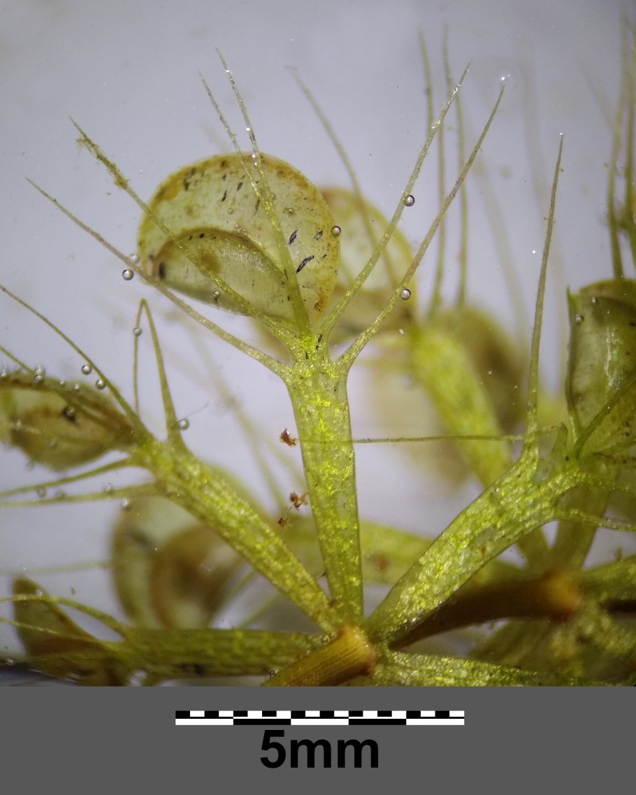 Waterwheel Plants на русском