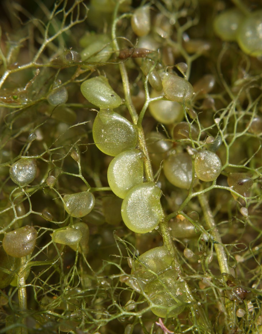 Альдрованда в аквариуме