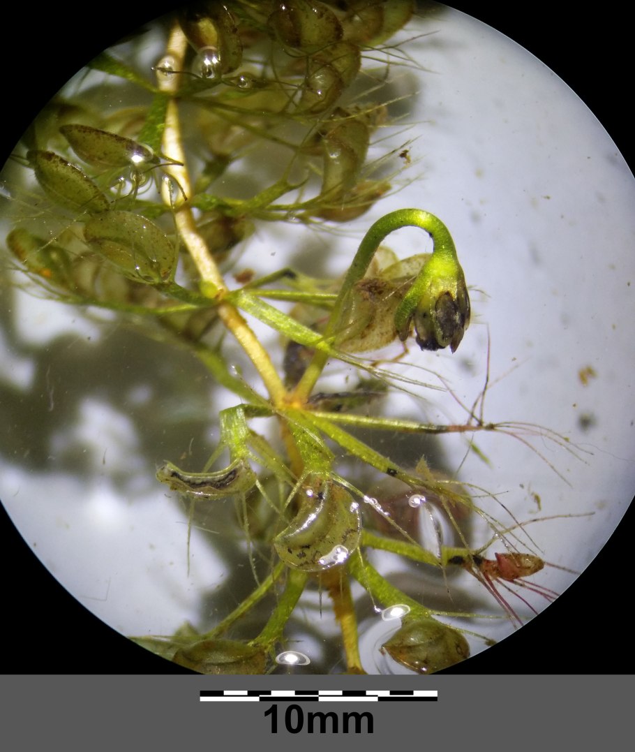 Пузырчатка альдрованда