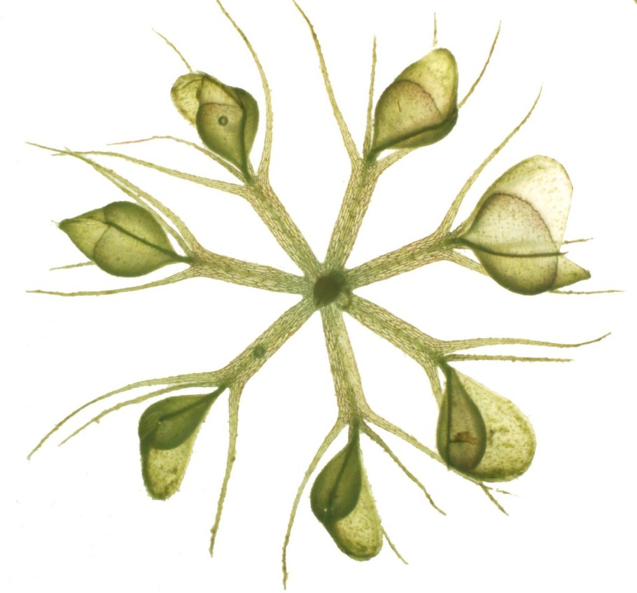 Пузырчатка (Utricularia)