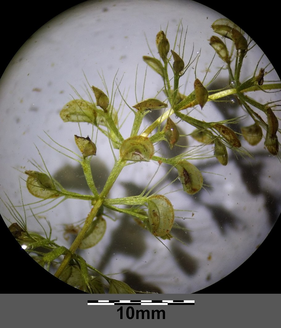 Appendicis vesiculosa