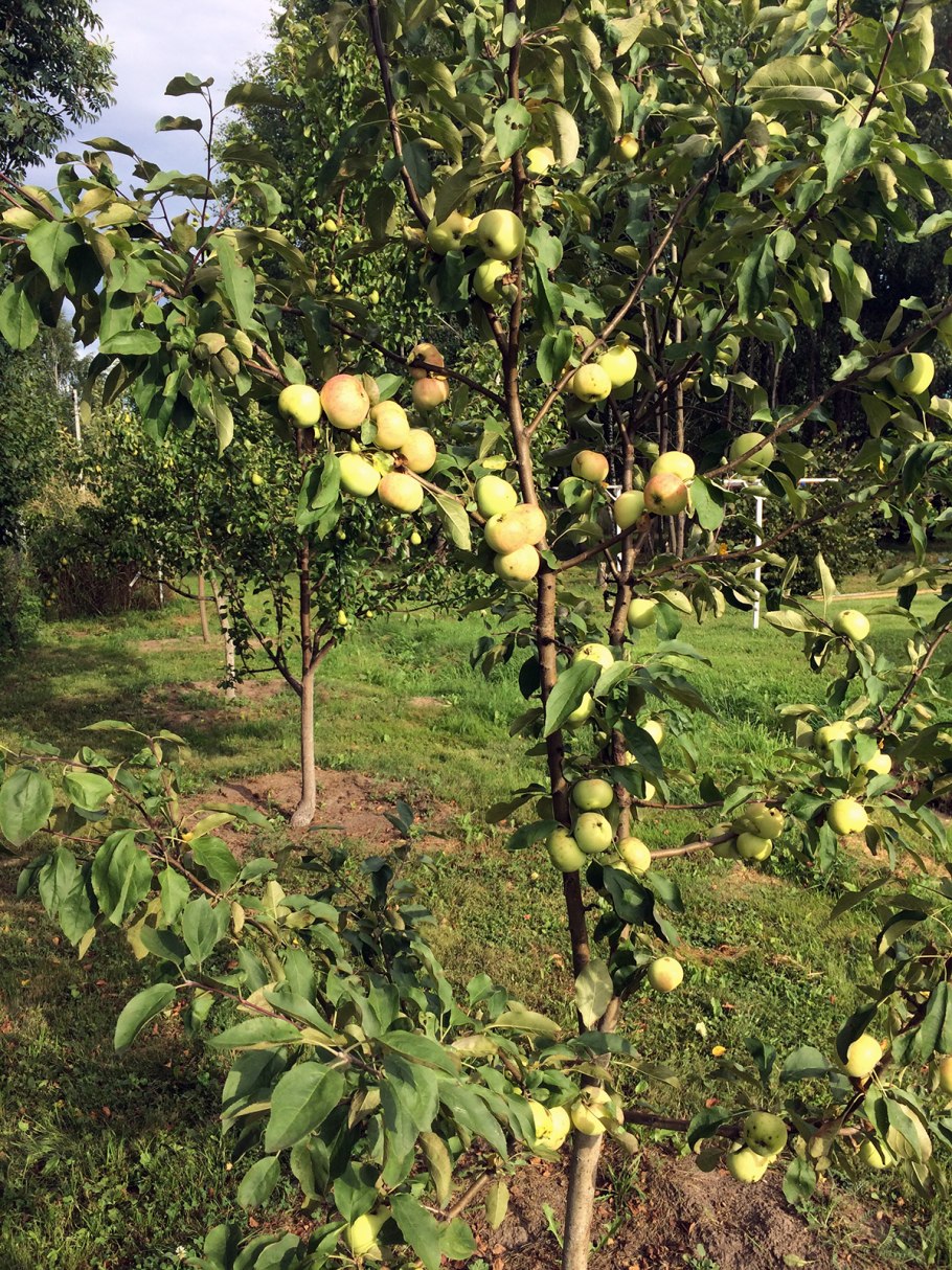 Яблоня маньчжурская