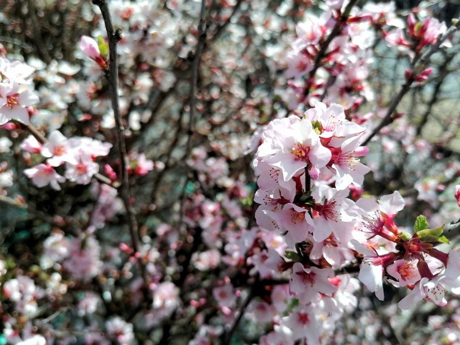 Саженцы яблоня анис полосатый
