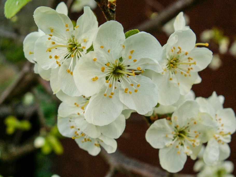 Яблоня кустарниковая