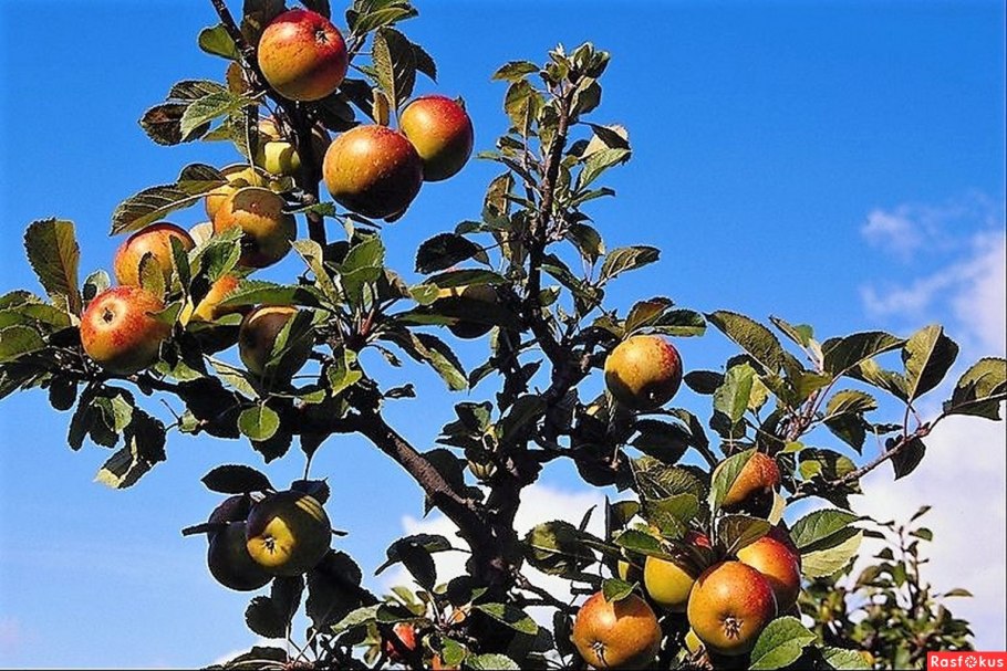 Malus domestica дерево