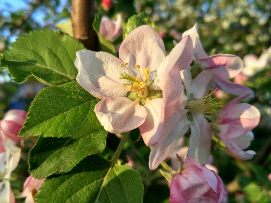 Яблоня Флорентина