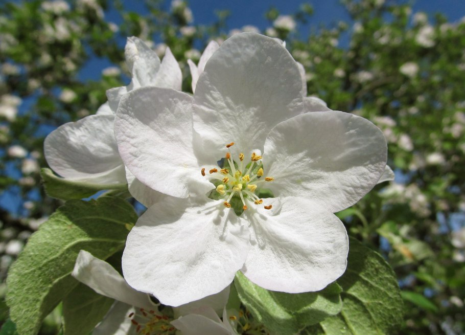 Дикая яблоня цветы Баха