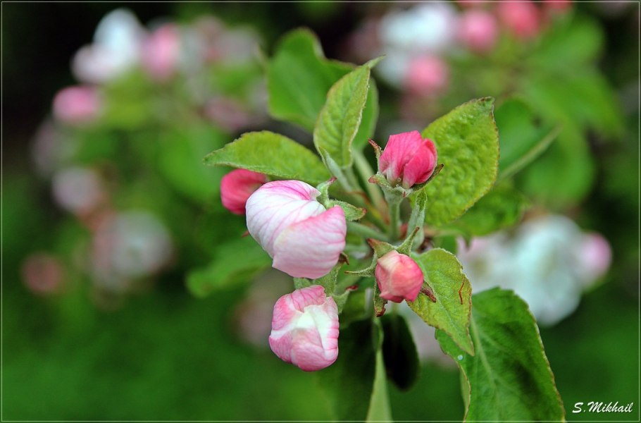 Фото яблони с яблоками