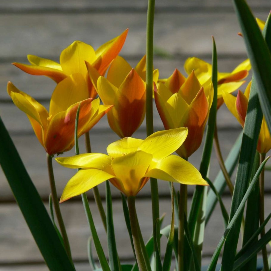 Тюльпан Биберштейна