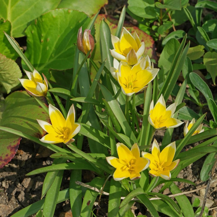 Тюльпан Дубравный Тип корней