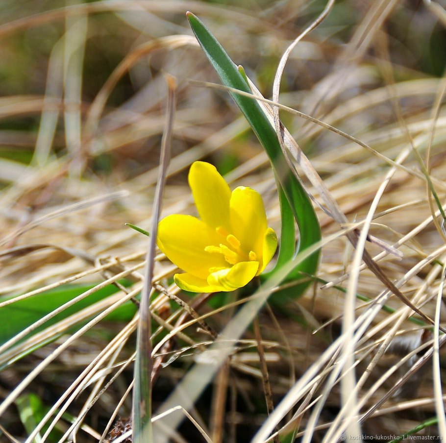 Дикий тюльпан Алтайский