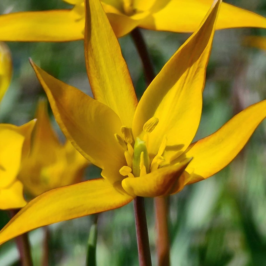 Тюльпан Биберштейна Плантариум