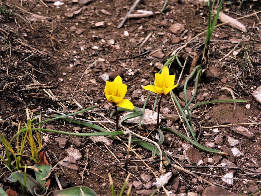 Тюльпан одноцветковый Алтайском заповеднике