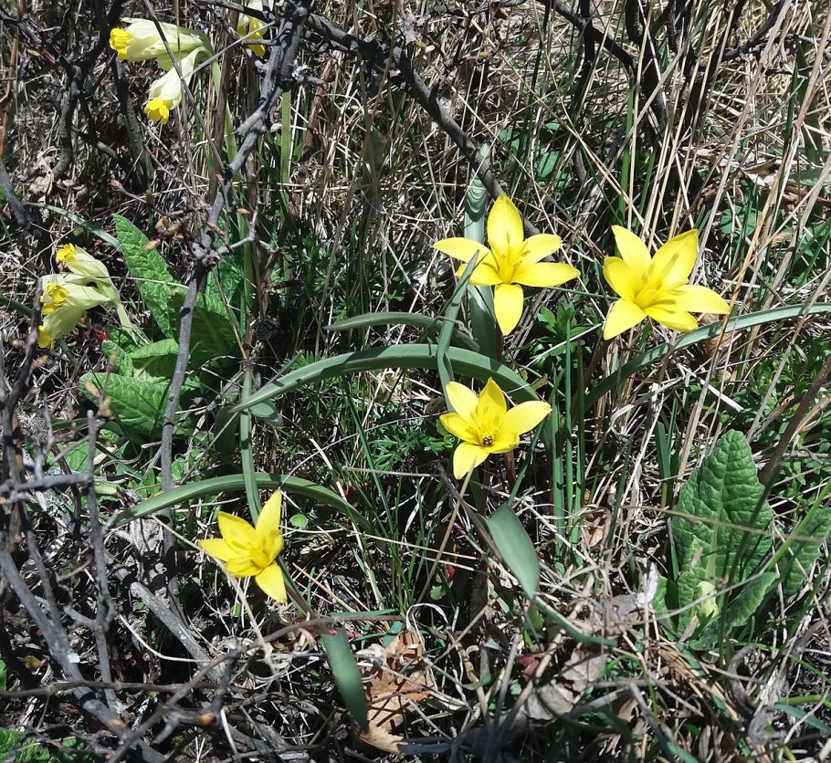 Тюльпан одноцветковый – Tulipa uniflora