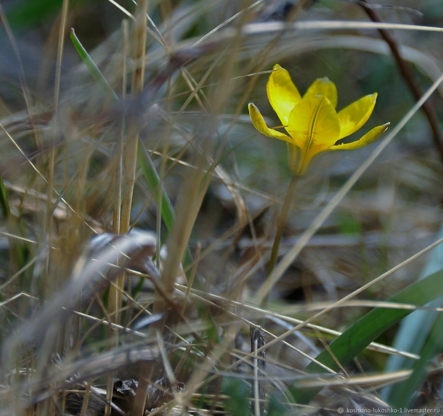 Кызыл растение