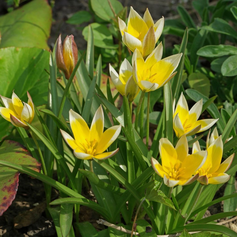 Тюльпан Урумийский