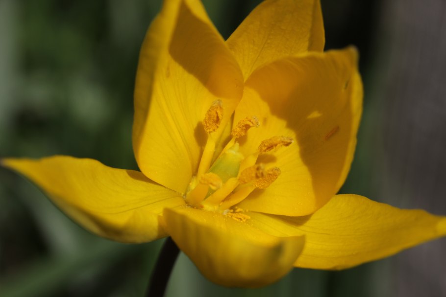 Тюльпан Эрик Хофсью