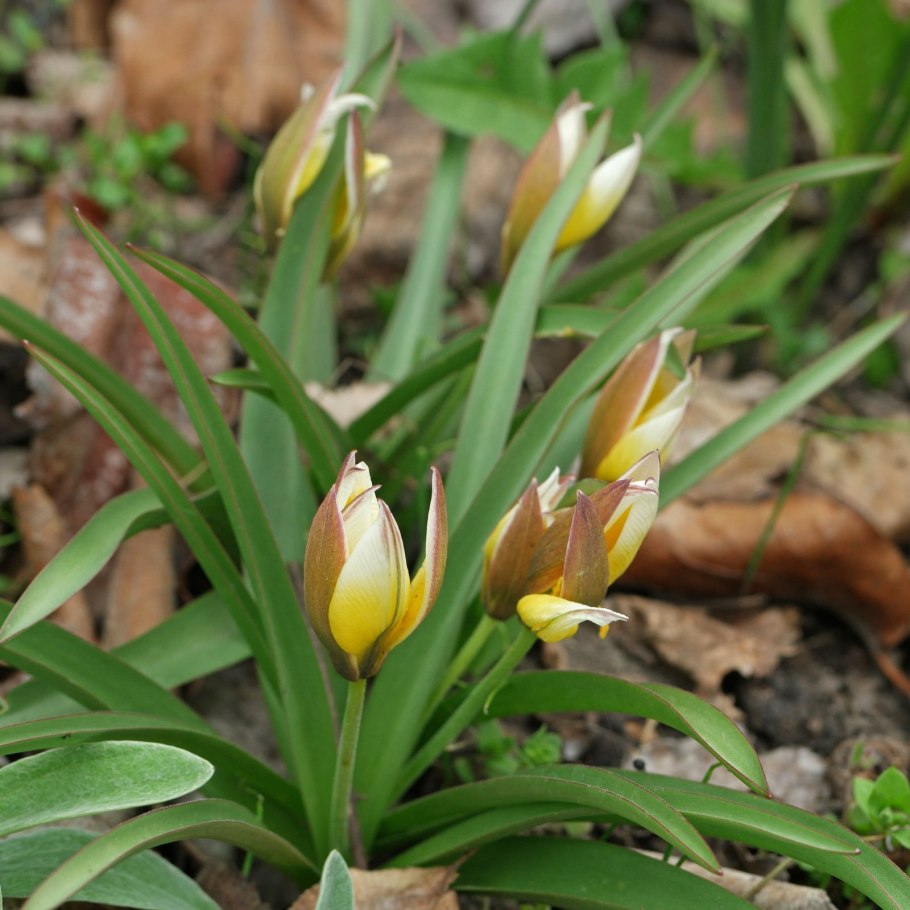 Тюльпан Алтайский - Tulipa altaica