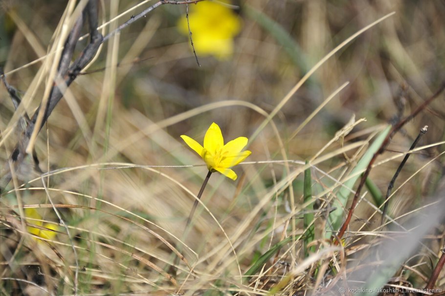 Ботанический тюльпан Sylvestris