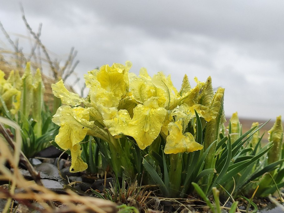 Тюльпан Concerto kaufmanniana