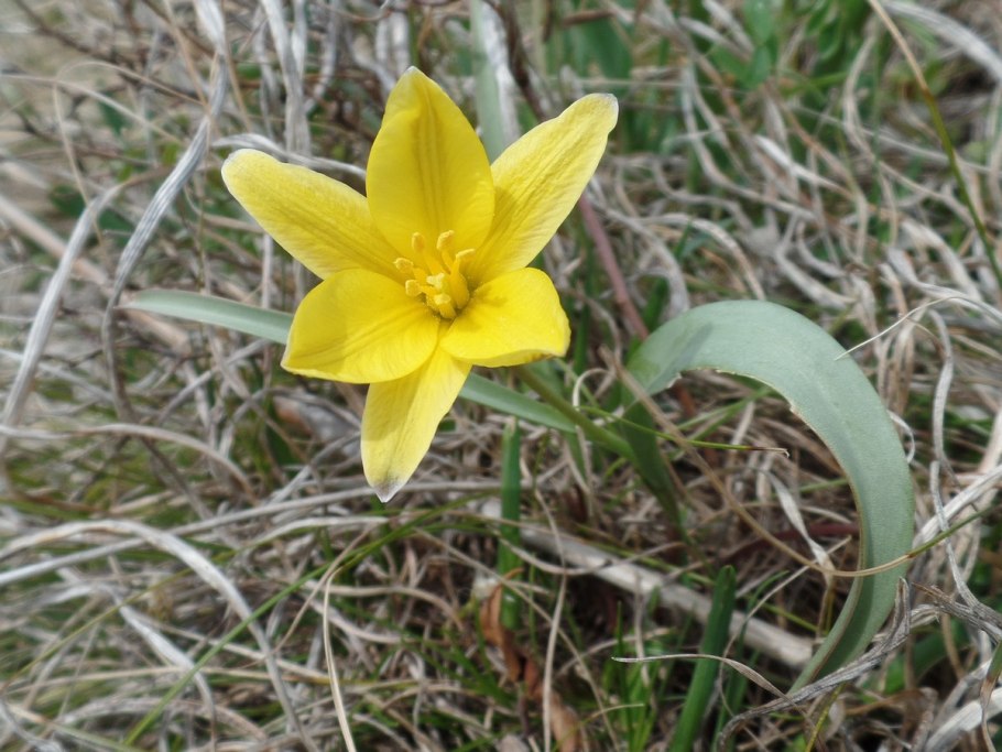 Тюльпан одноцветковый – Tulipa uniflora