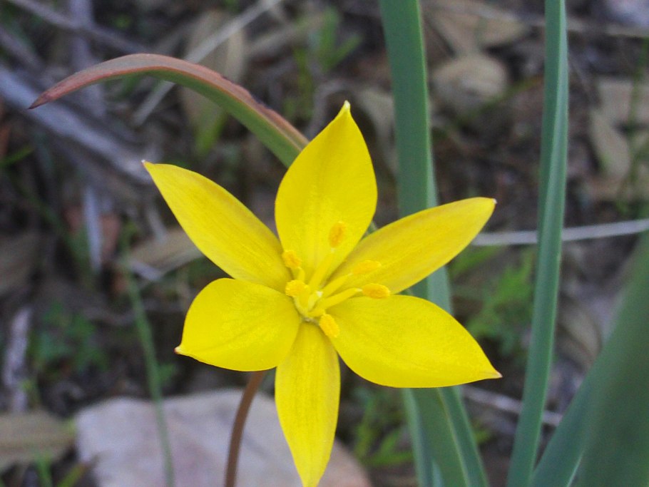 Tulipa suaveolens