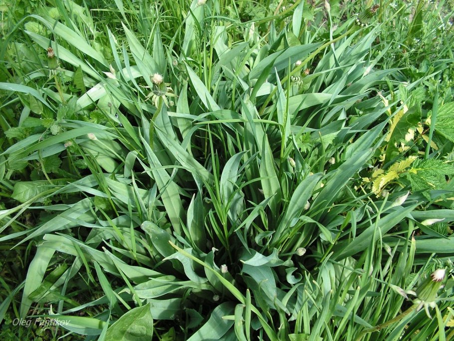 Лук косой Allium obliquum